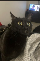 Photo de Blackie