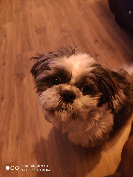 Photo de Milo