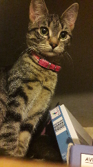 Minnie
