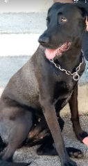 Photo de Nala