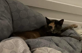 Nala