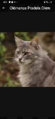 Photo de Miss Tigrie