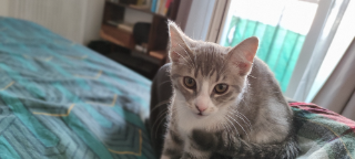 Choupette