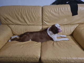 Photo de Phantom