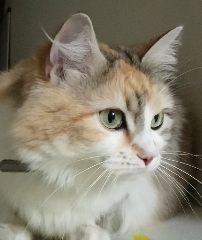 Noisette