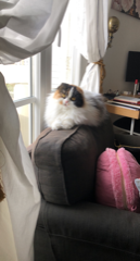 Katoshi
