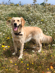 Nala