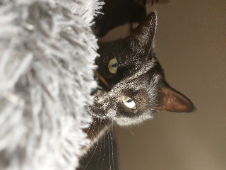 Nell