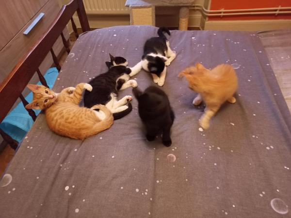 Noireau,nenette,mimi,rouky