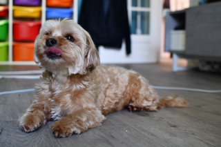 Photo de Cookie