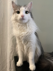 Pico