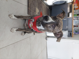 Photo de Tyson