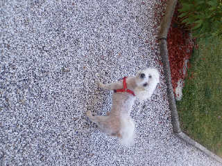 Photo de LITCHY