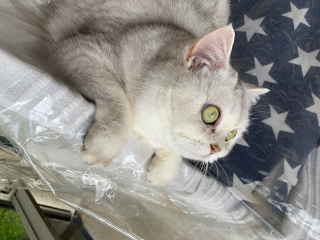 Photo de Prada