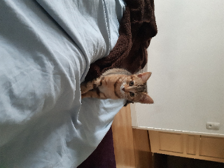 Arya
