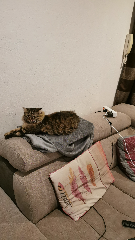 Moumoune