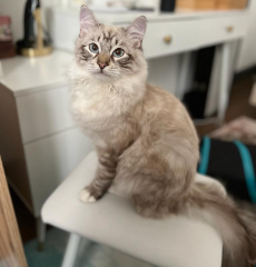 Mozart / Mimi
