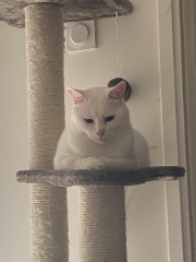 Caramel