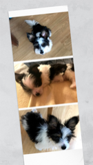 Photo de Sirius