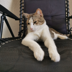 Photo de MINOUCHE