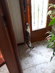 Vanille