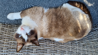 Nougat