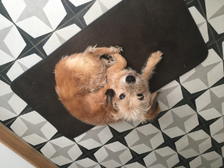 Photo de Cookie