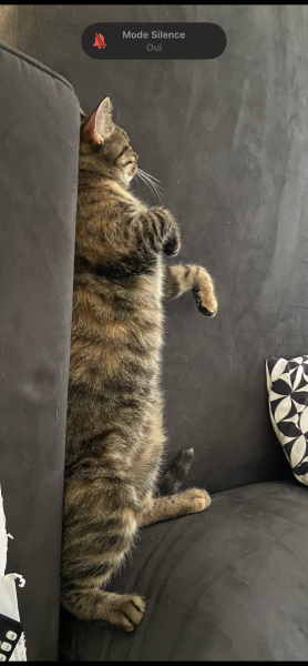 Photo de Minette