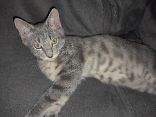 Photo de Menphis