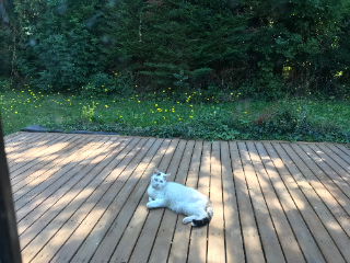 Photo de Titi