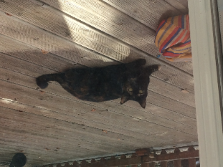 Minette