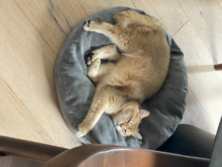 Kimchi