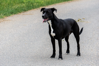 Pepper