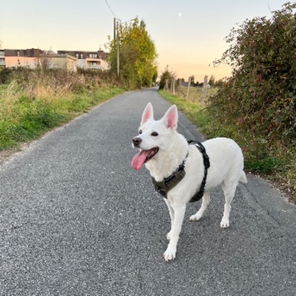 Laïka