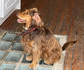 Photo de Praline