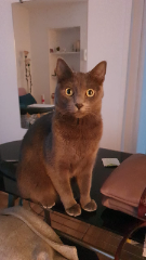 Photo de Bella