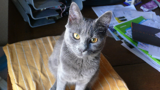 Oriane