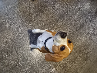 ROXY