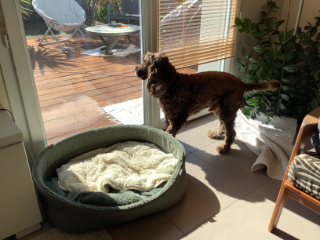 Photo de Marley