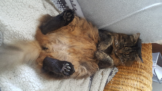 Merlin