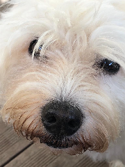 Photo de PATCH