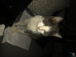 Minette