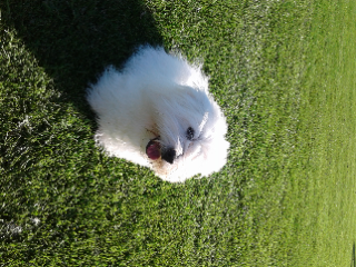Photo de OSCAR