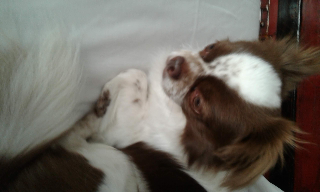 Photo de Olaf