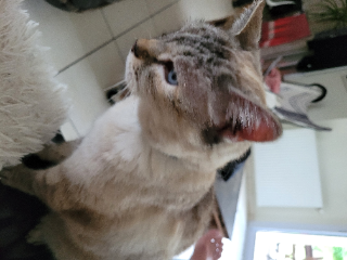 GUAPA