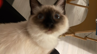 Tasha