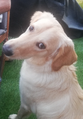 Photo de Sasha
