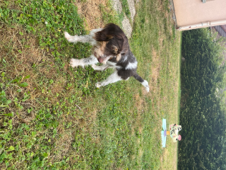Stella
