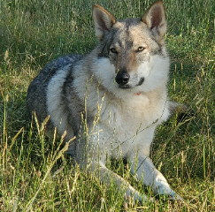 Photo de Sansa