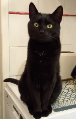 Photo de Shiva